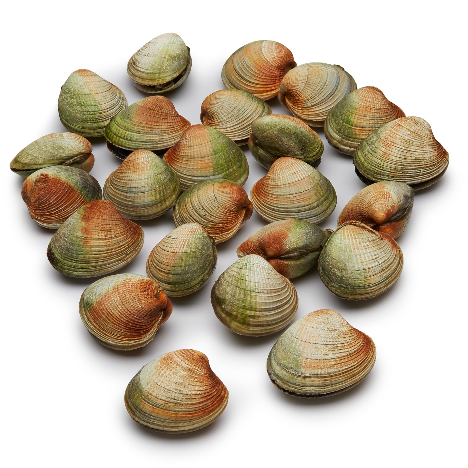 Wild Cockles
