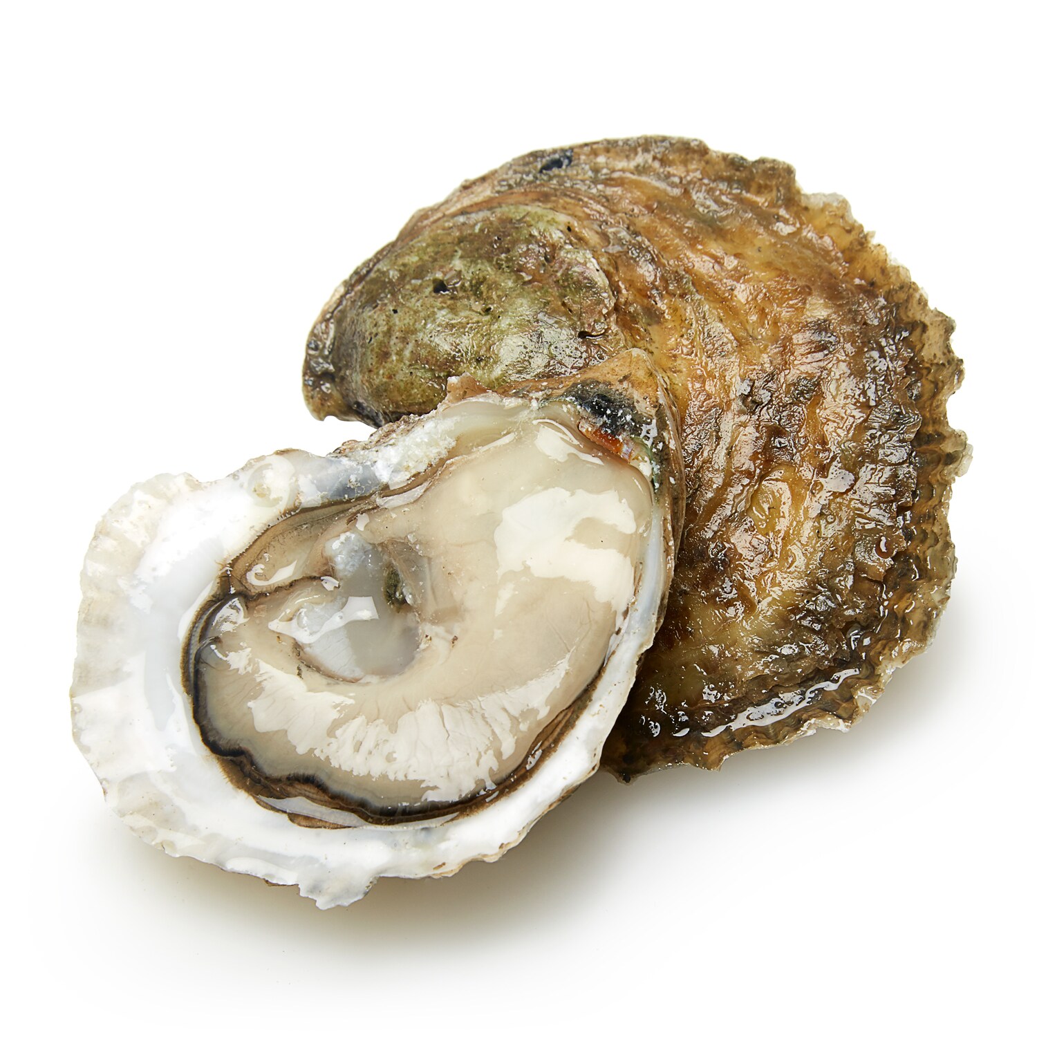 Great Gun Oysters