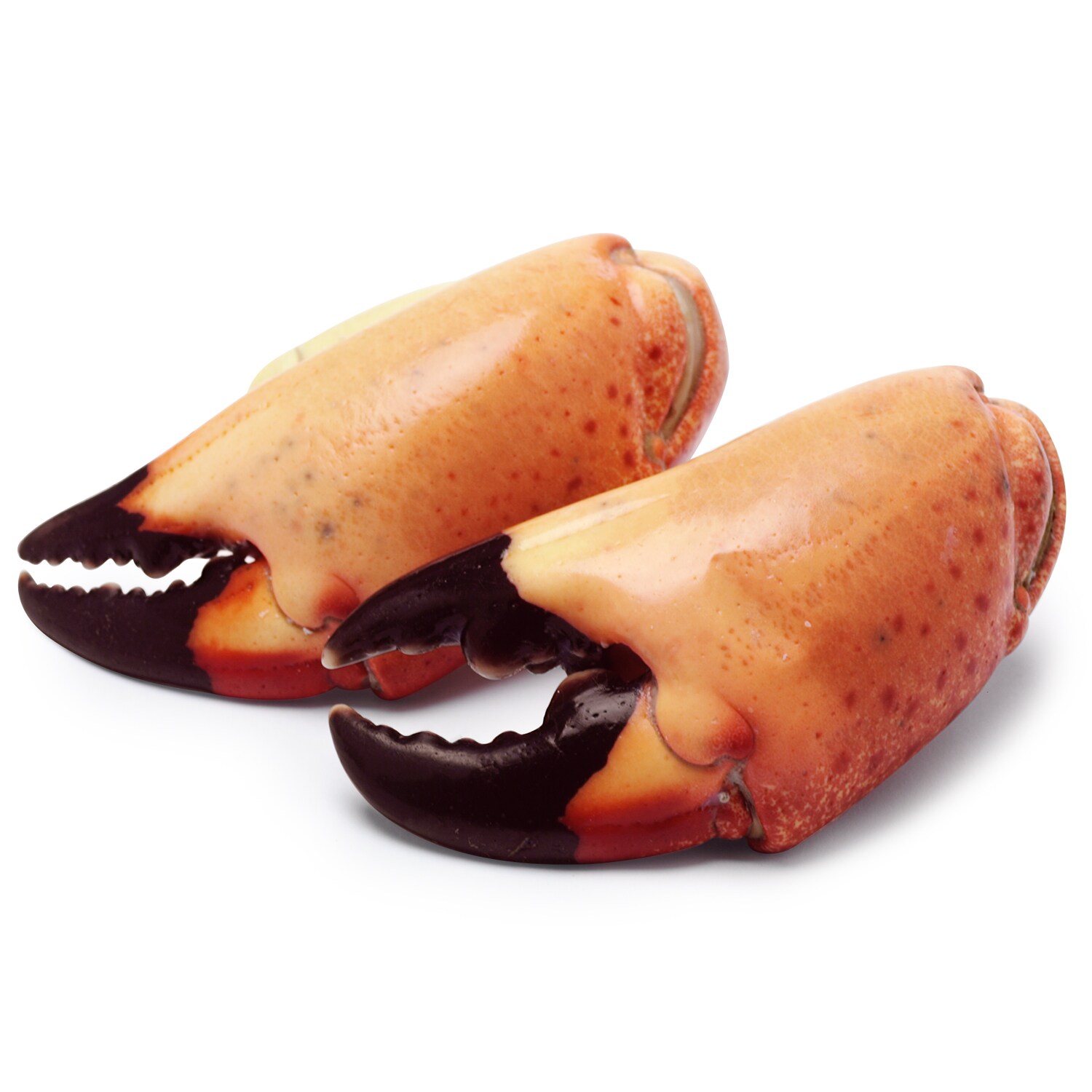Cooked Jumbo Stone Crab Claws
