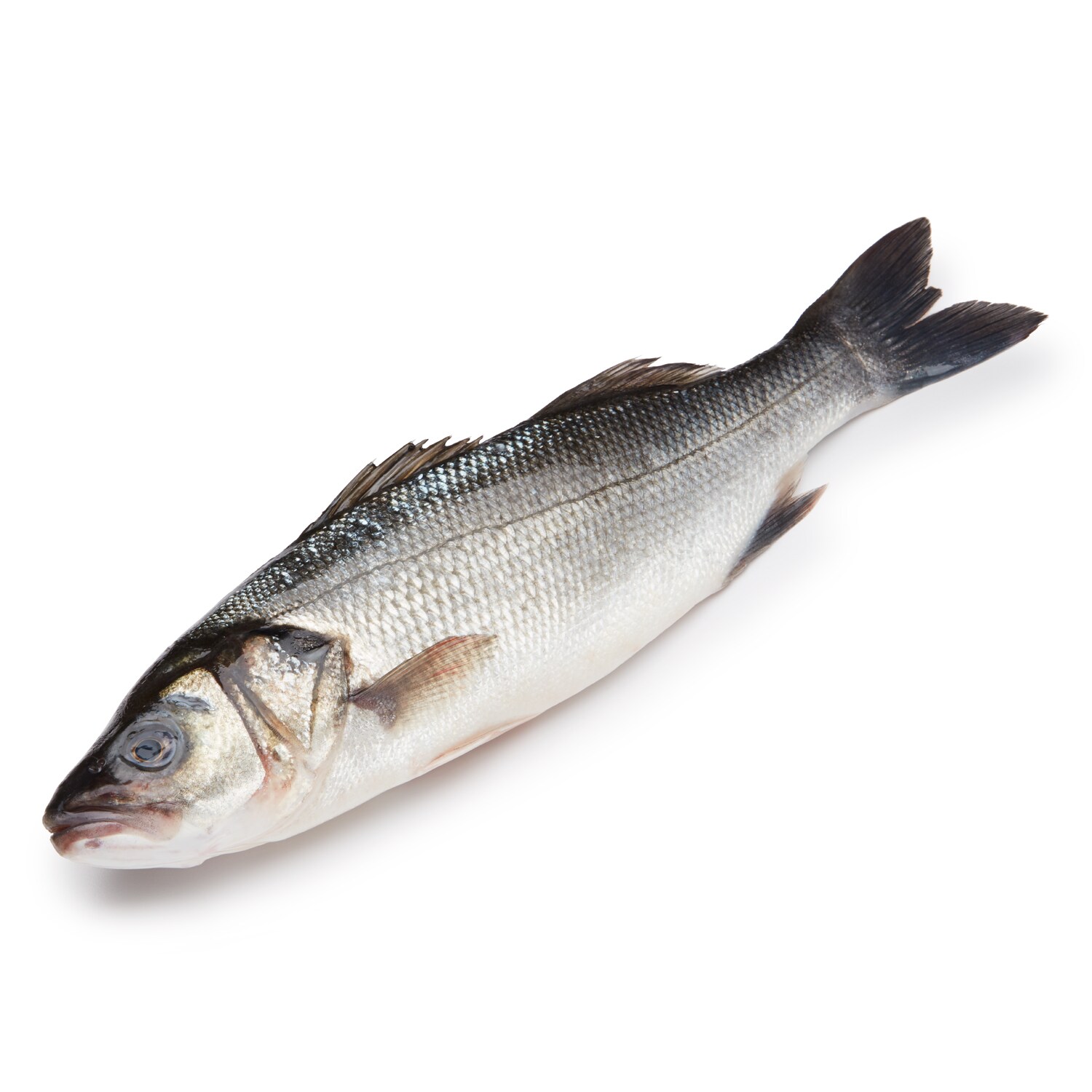 Jumbo Branzino Fish Freshdirect In fact, why is a cold called a cold? jumbo branzino