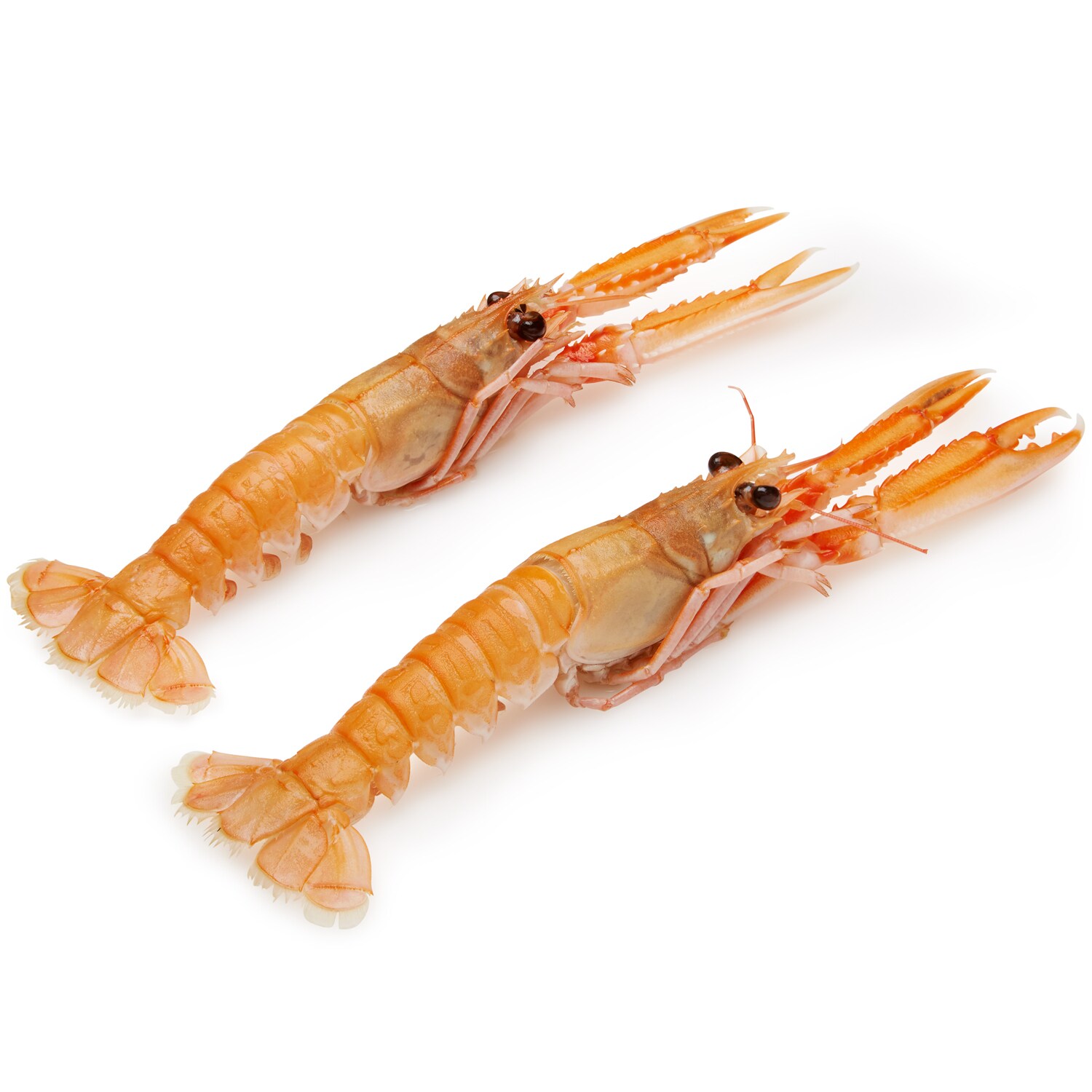 Wild Langoustines