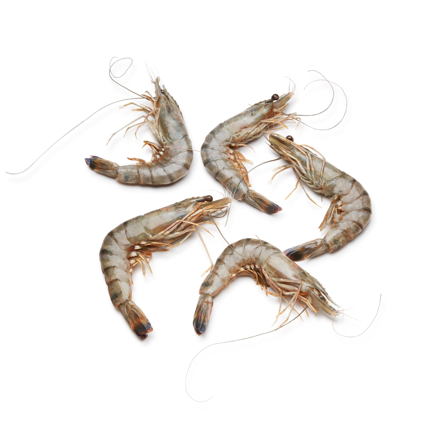 Tiger Prawns, Head-On, 7-9/lb