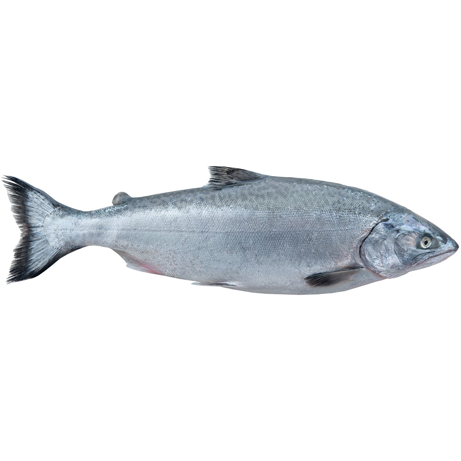 Ora King Keiji Salmon, Whole