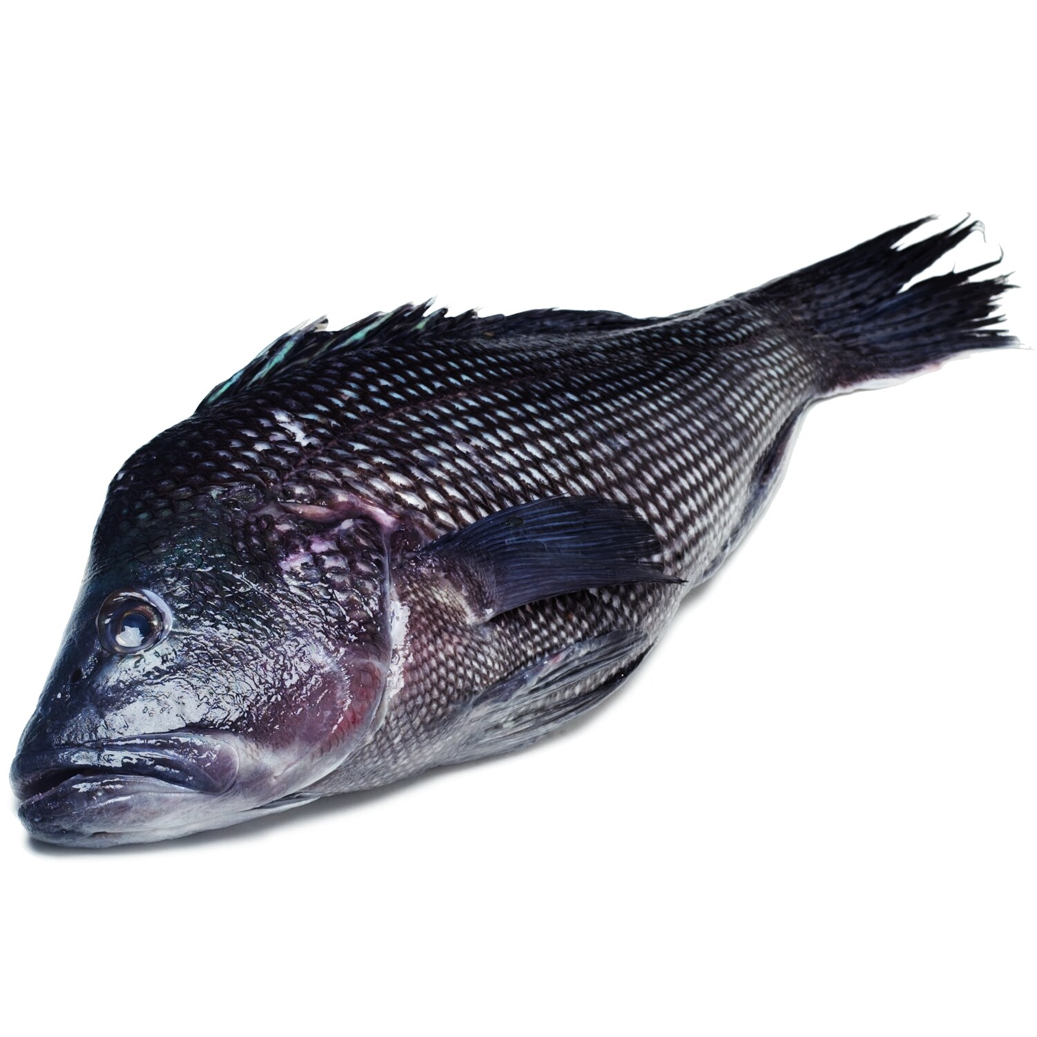 Local Wild Large Black Sea Bass