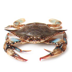 Soft Shell Crabs, Medium