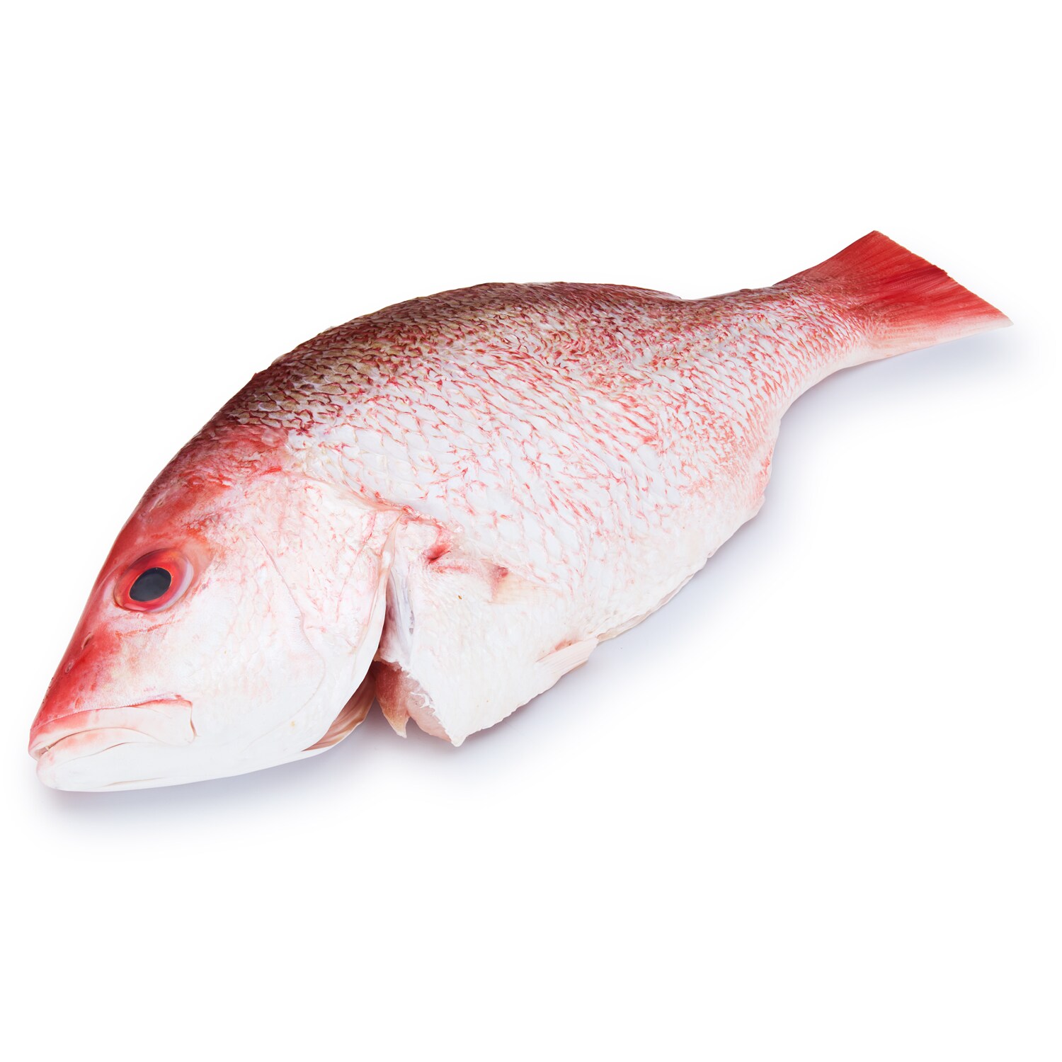 Whole Wild Snapper