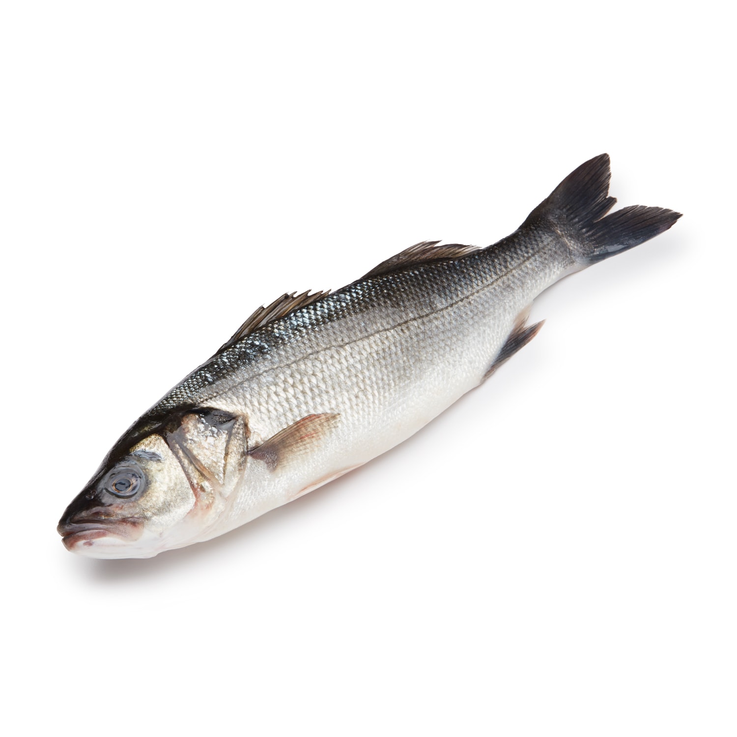 Jumbo Branzino