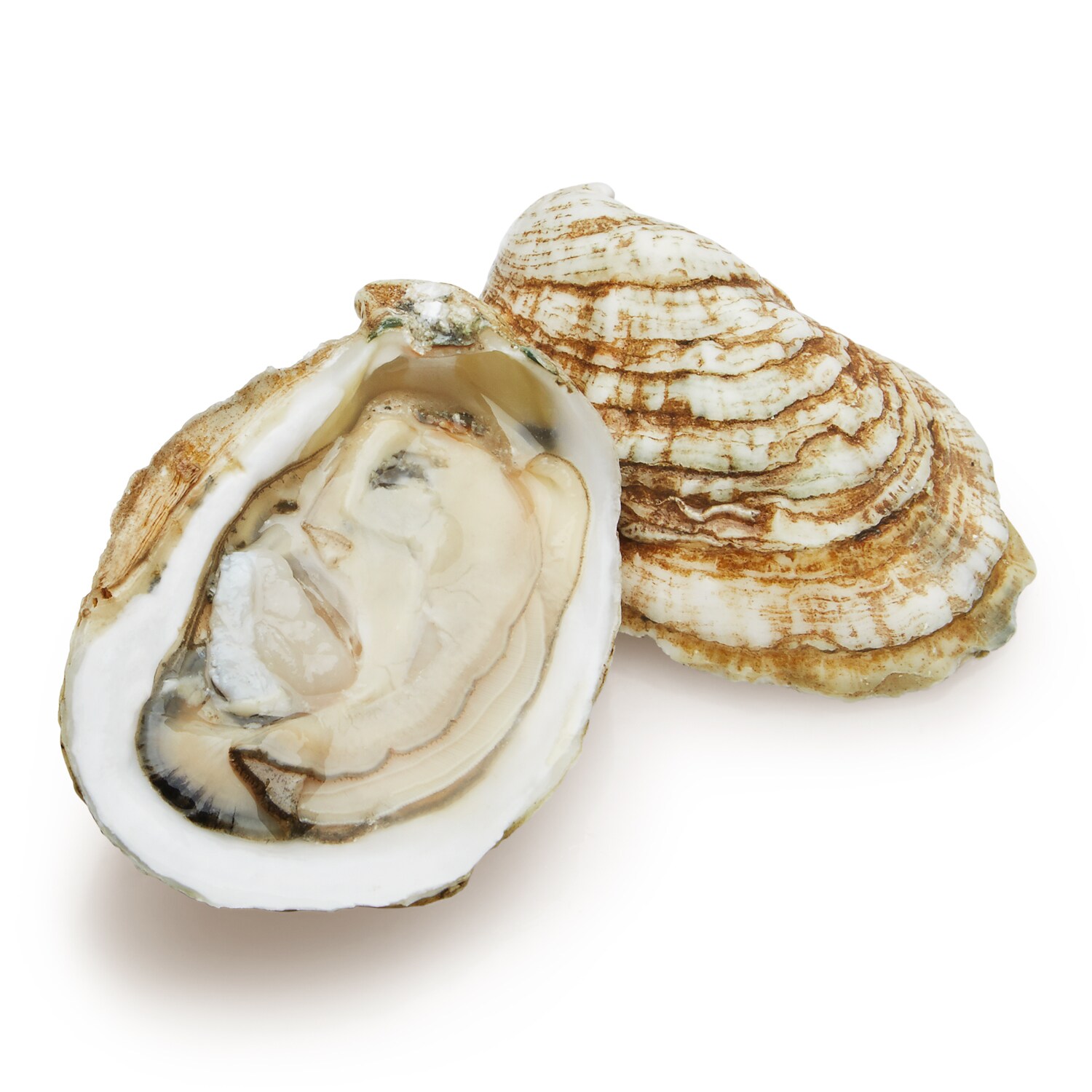 East Coast Oyster Sampler Moondancer