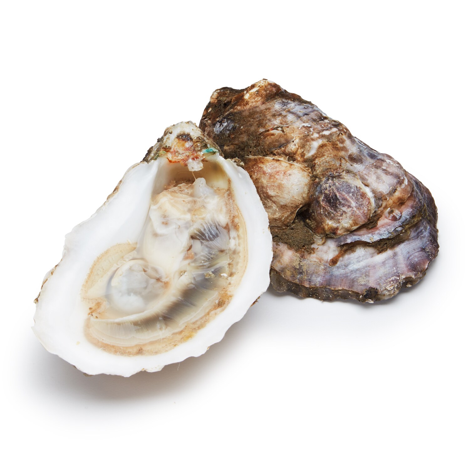 Misty Point Oysters
