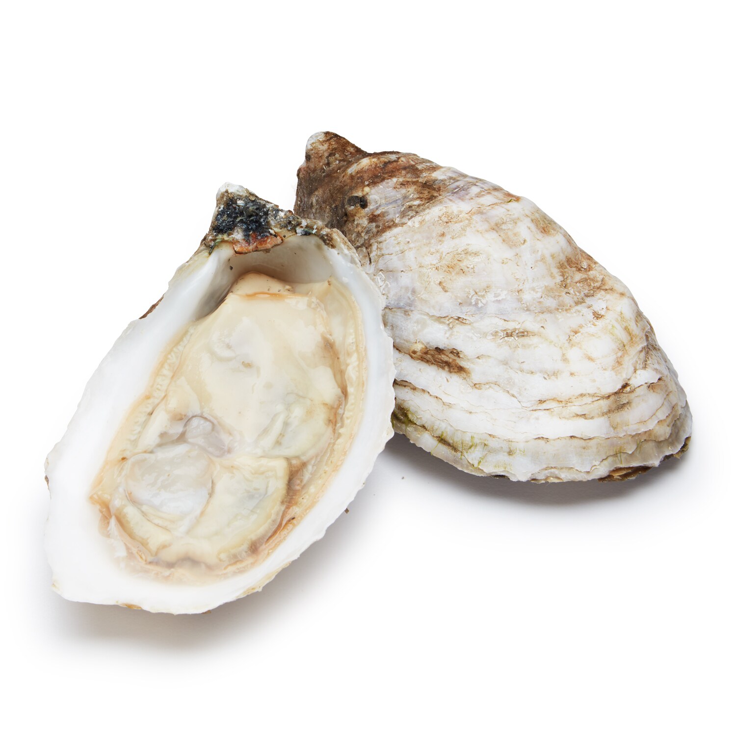 Little B*tches Oysters