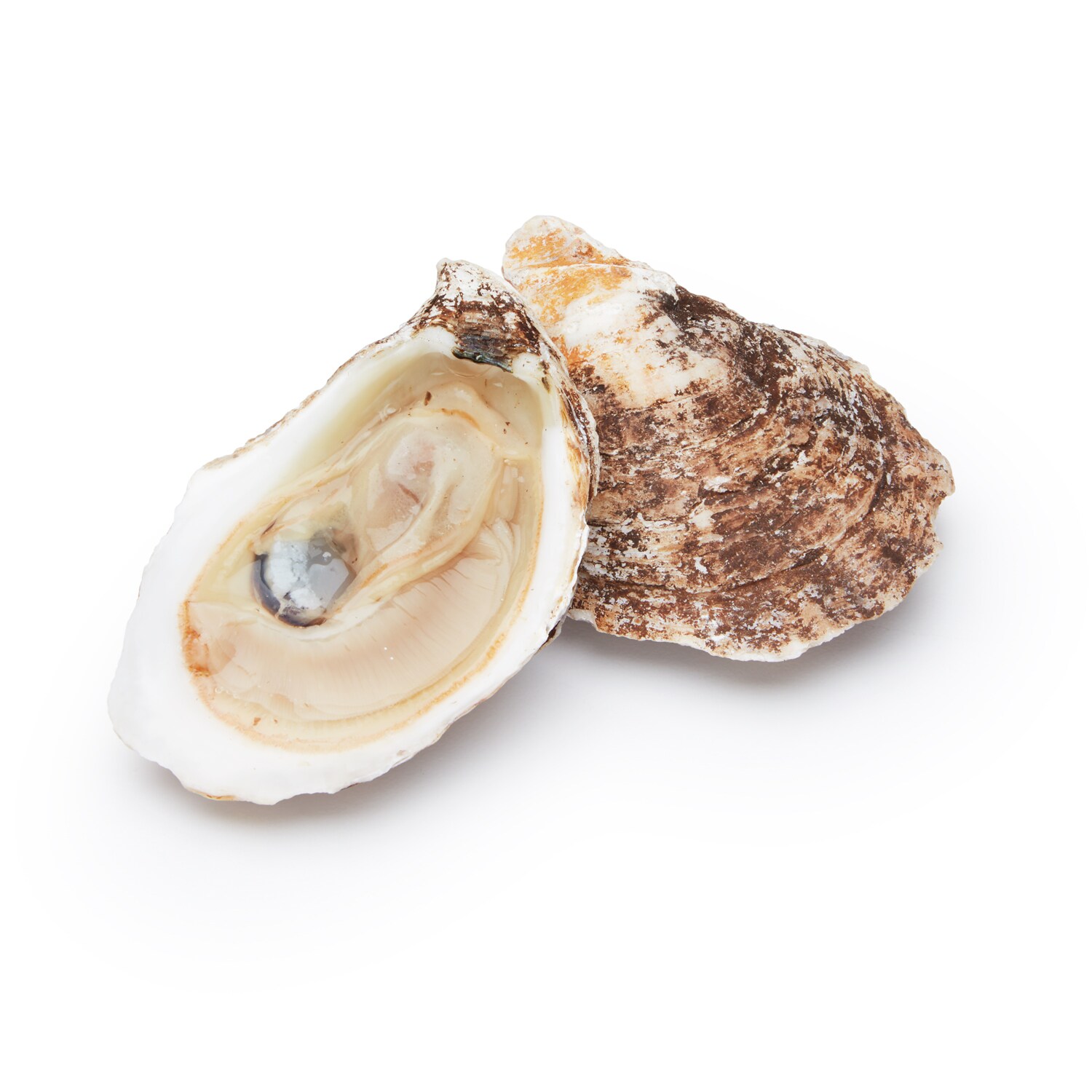Pink Moon Oysters