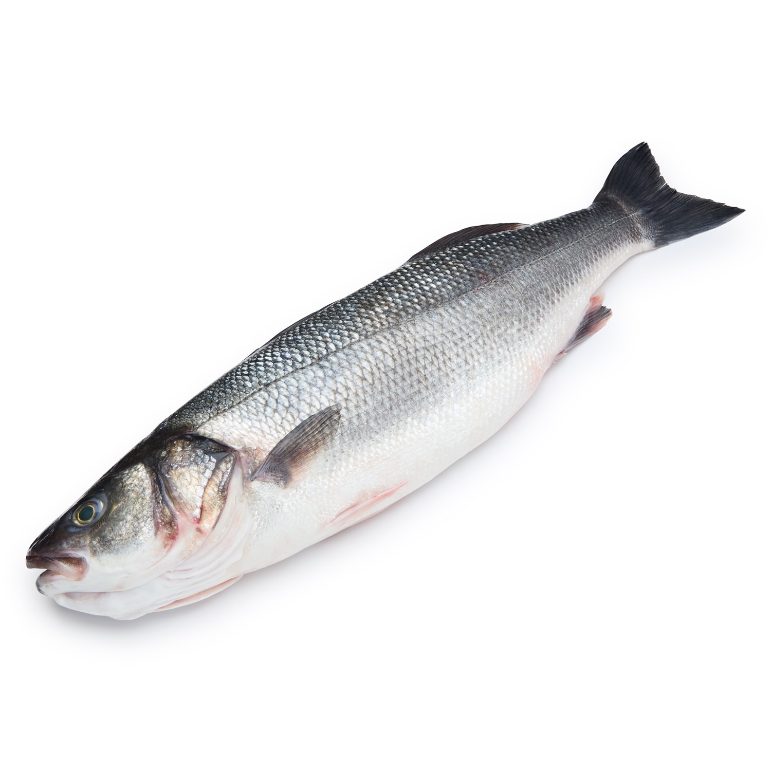 Extra Jumbo Branzino (Serves 4)