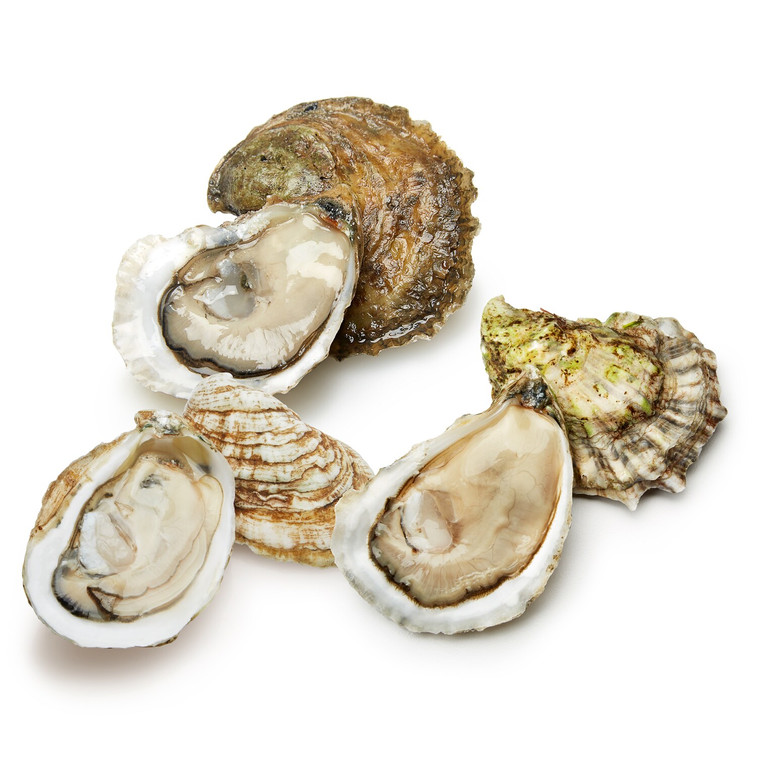 East Coast Oyster Sampler
