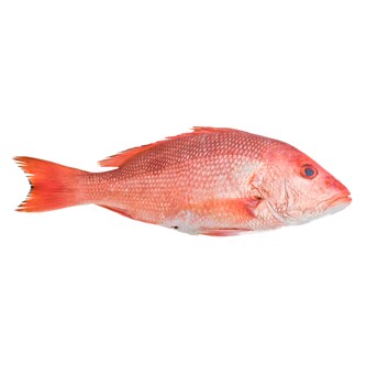 Seremoni Grade Wild Red Snapper 