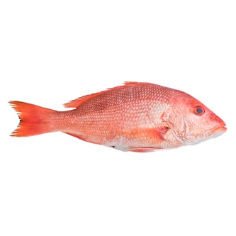 Seremoni Grade Wild Red Snapper