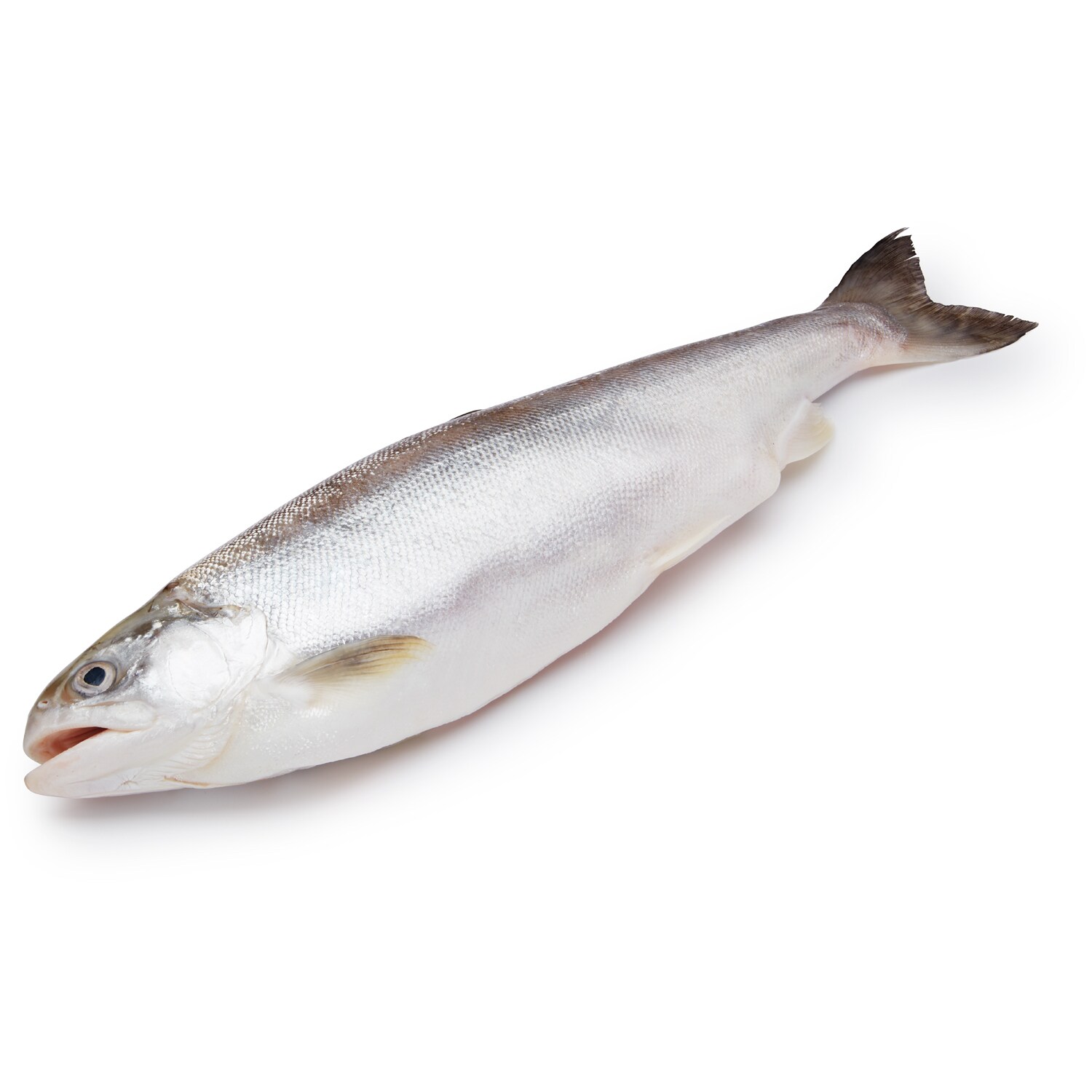 Whole Icelandic Salmon