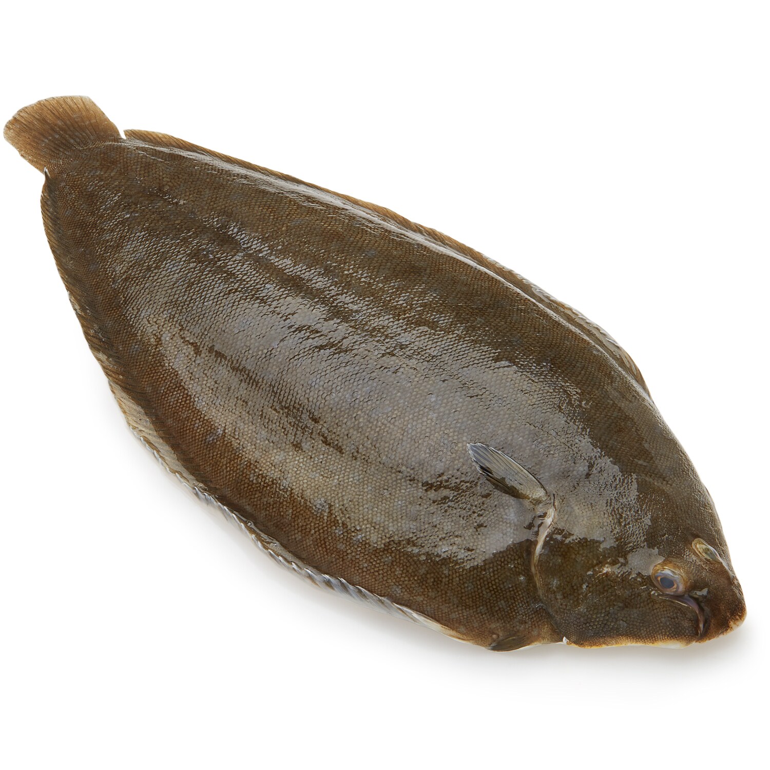 Wild Whole Lemon Sole