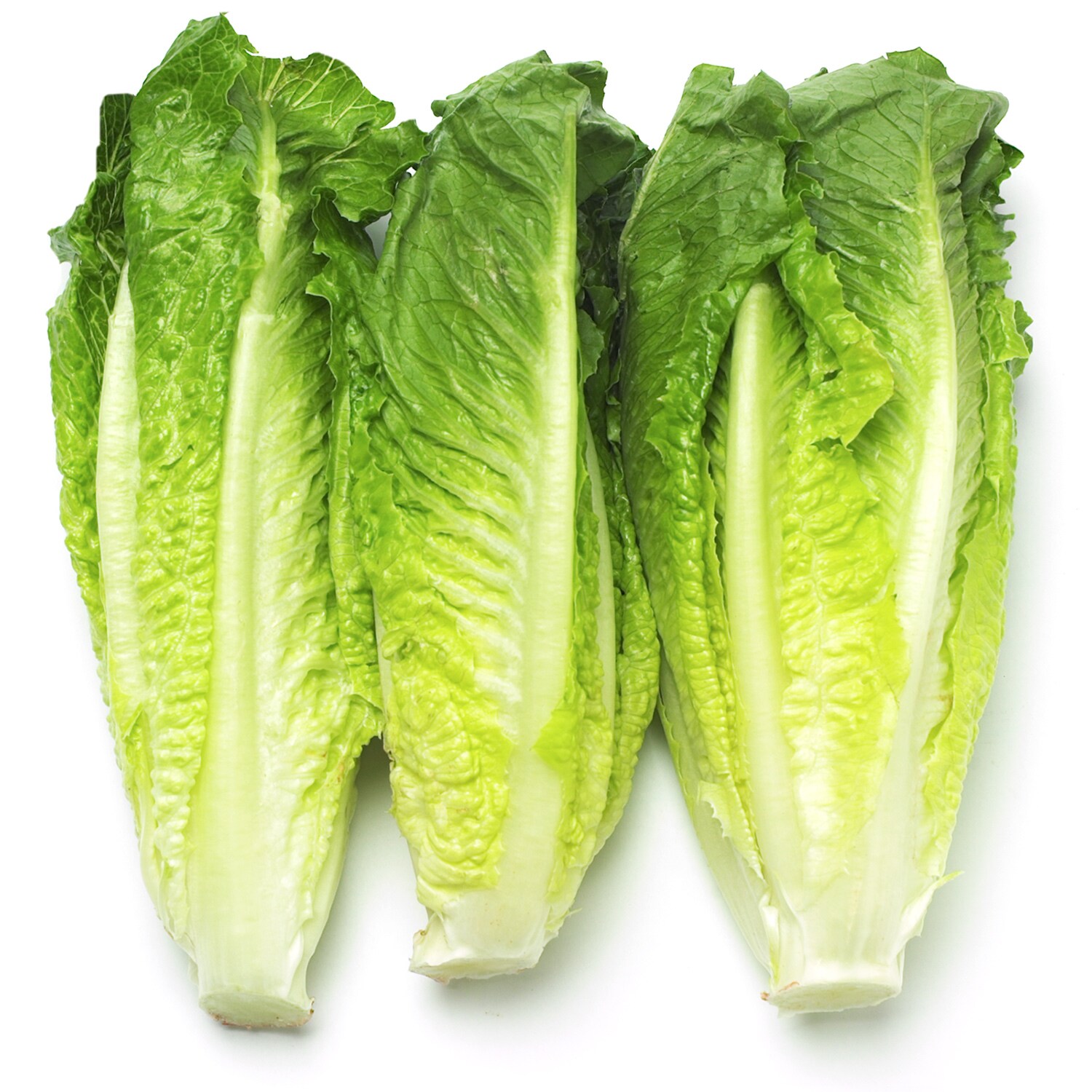 Organic Romaine Hearts