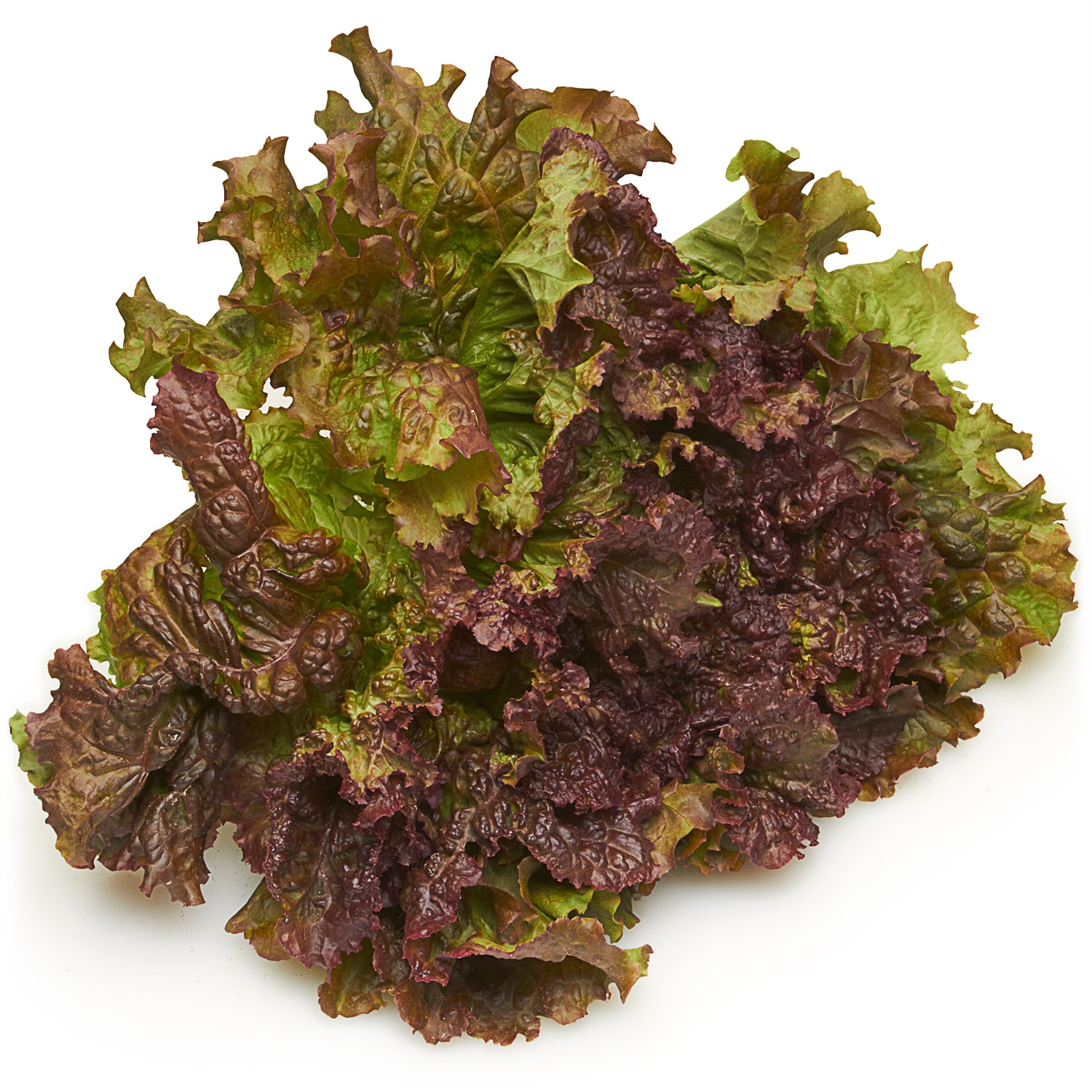Deer Run Farms Red Leaf Lettuce