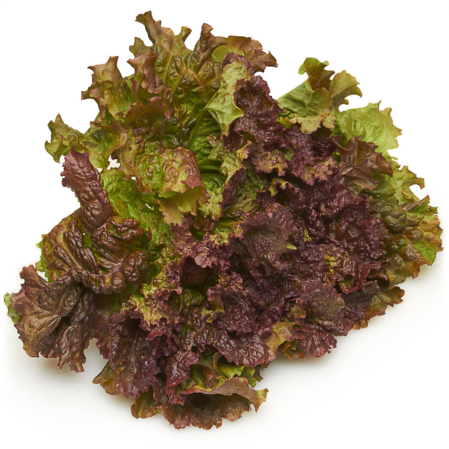 Deer Run Farms Red Leaf Lettuce