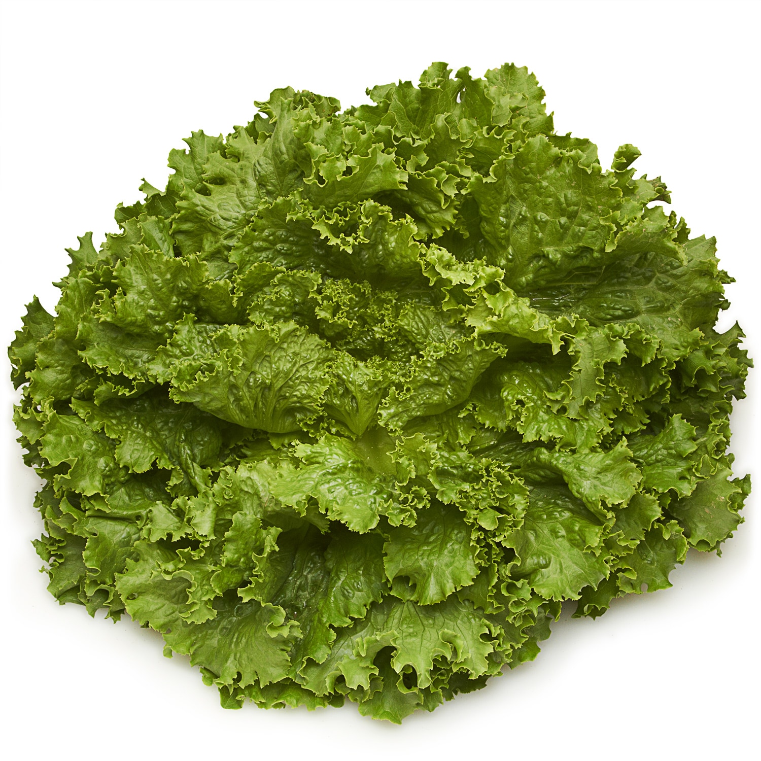 Deer Run Farms Green Leaf Lettuce