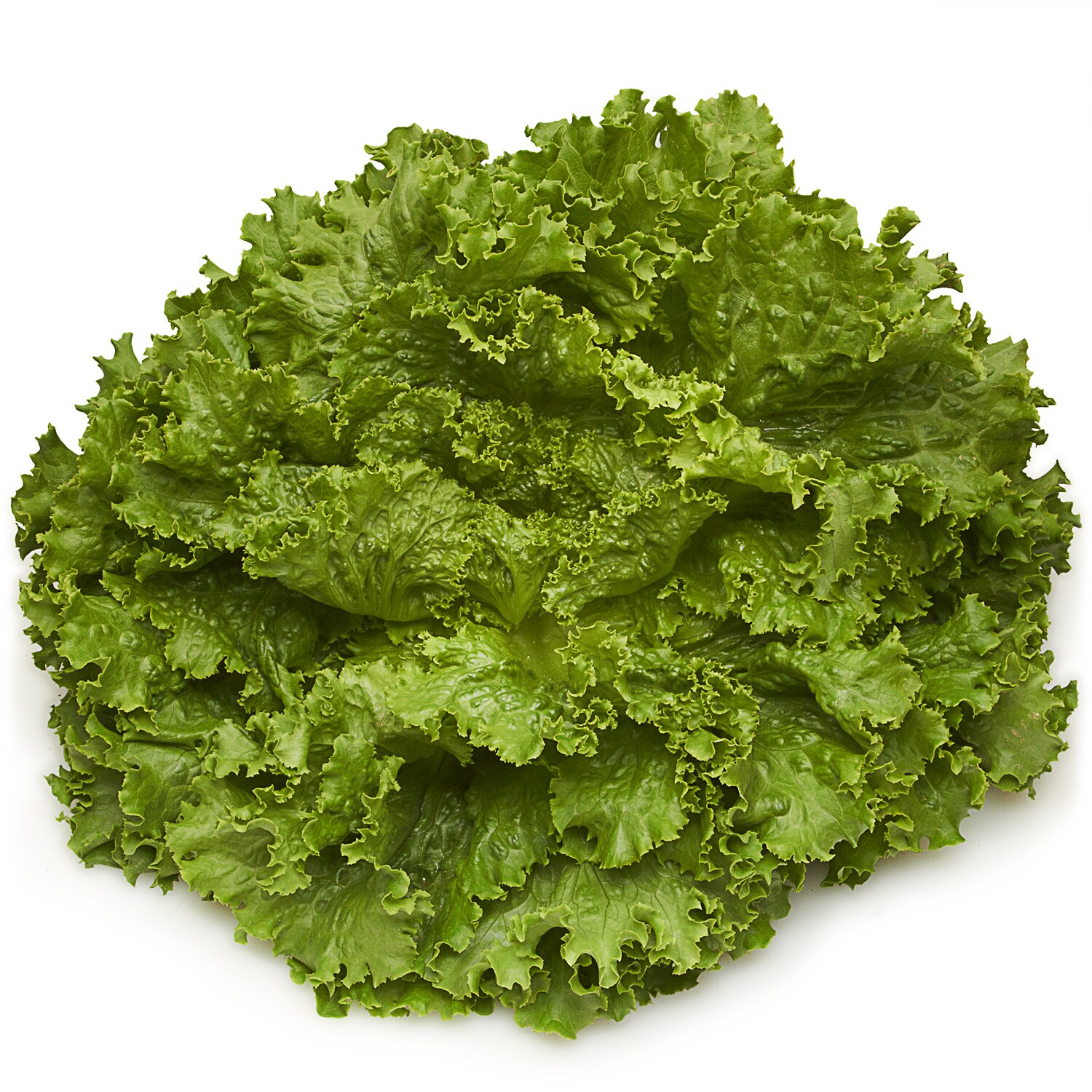 Deer Run Farms Green Leaf Lettuce