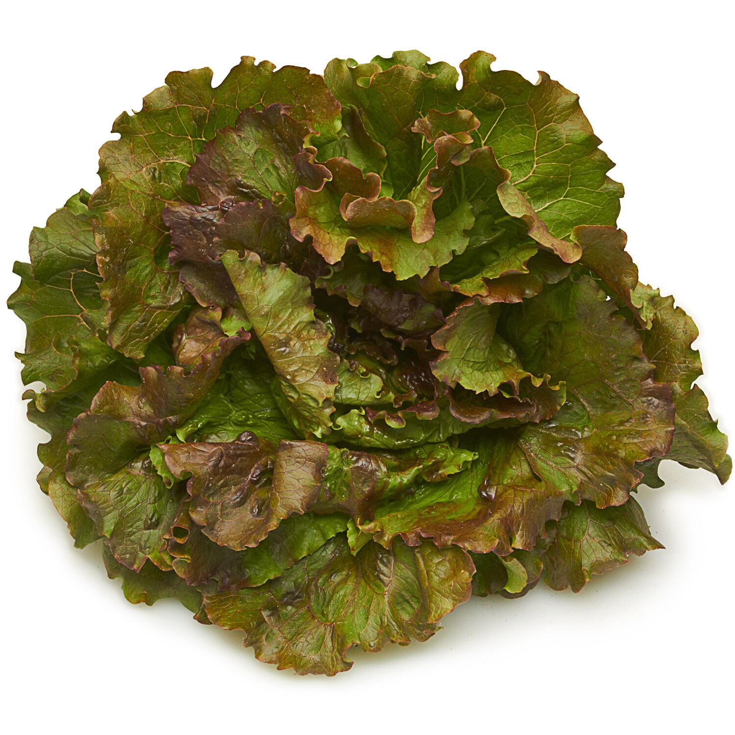 Deer Run Farms French Iceberg Lettuce