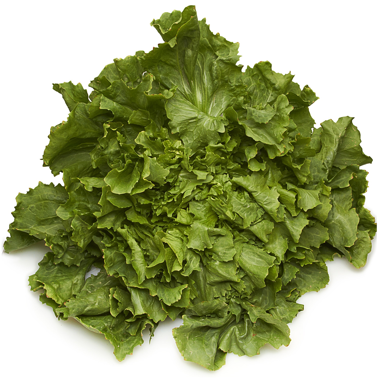 Deer Run Farms Escarole