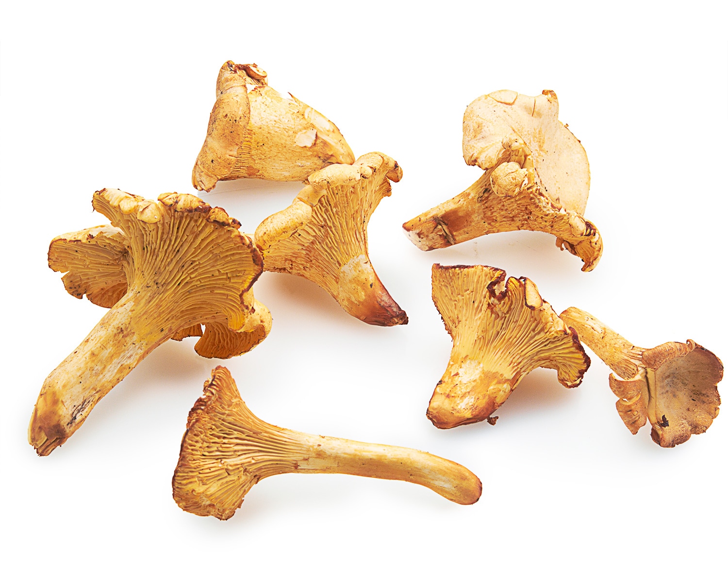 Fresh Wild Chanterelle Mushrooms