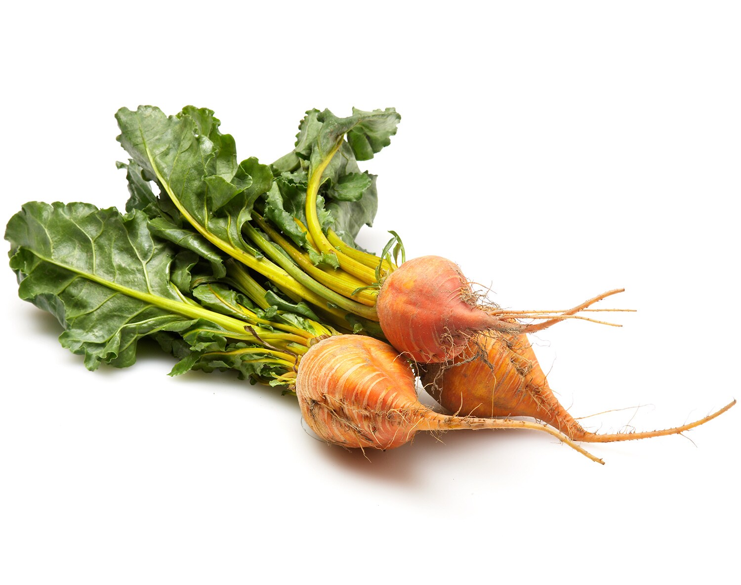 Order Organic Gold Beets, Bunch Fast Delivery