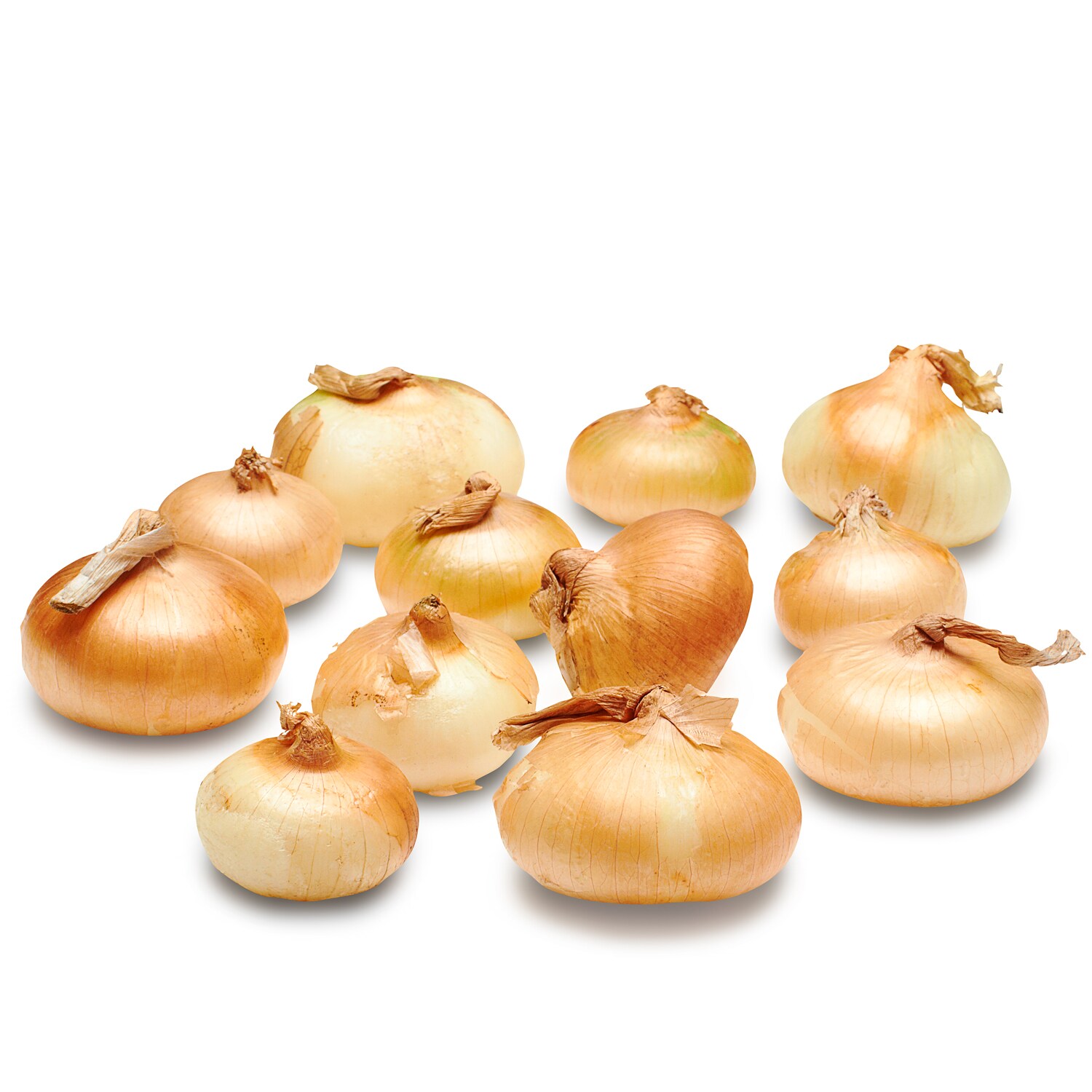 Black Dirt Region Cipollini Onions