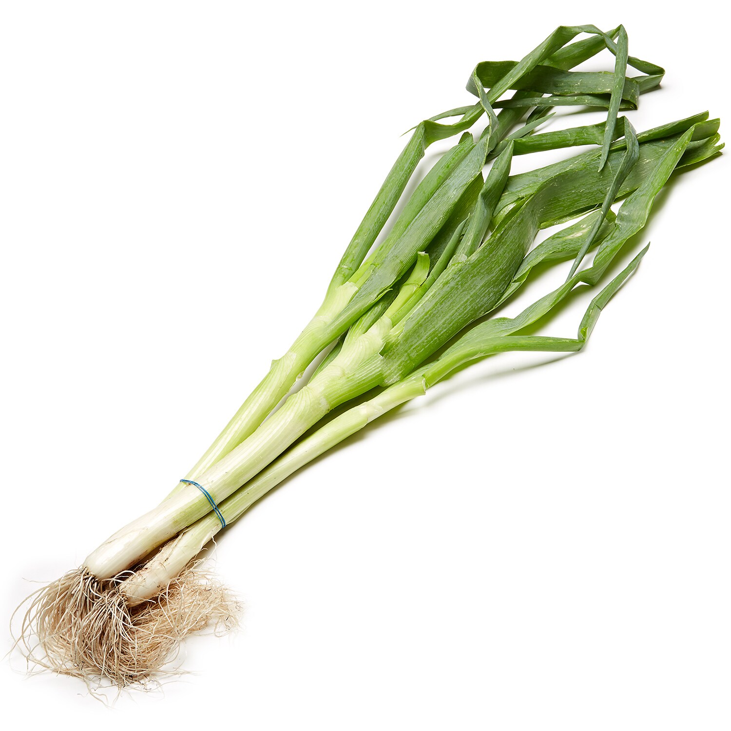 Black Dirt Region Scallions