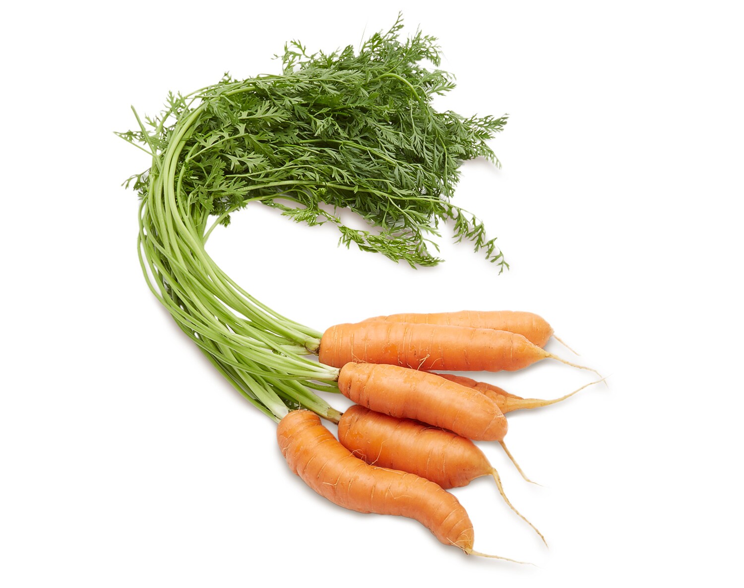 Black Dirt Region Carrots, Bunch