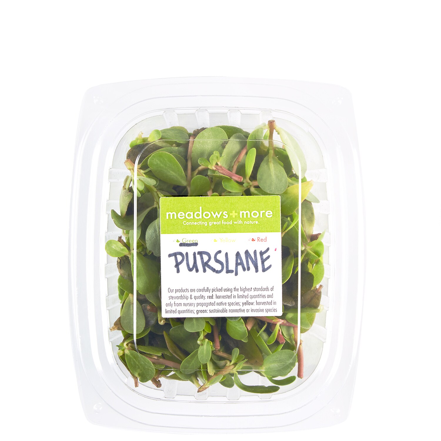 Meadows and More Wild Purslane Tips