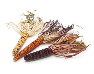 Decorative Corn
