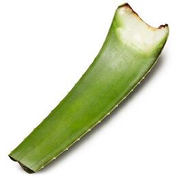 Aloe Vera Leaf