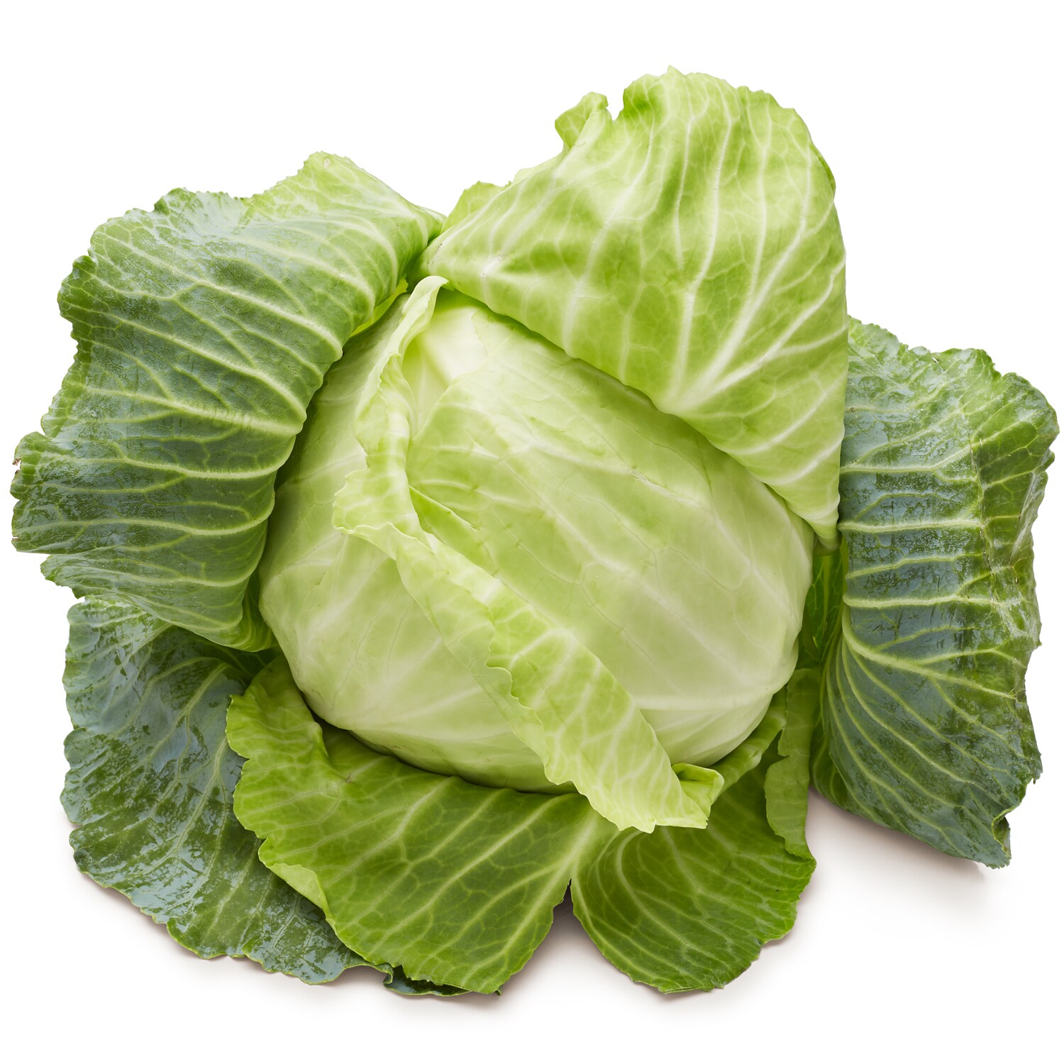 Lancaster Farm Fresh Cooperative Local Organic Green Cabbage 