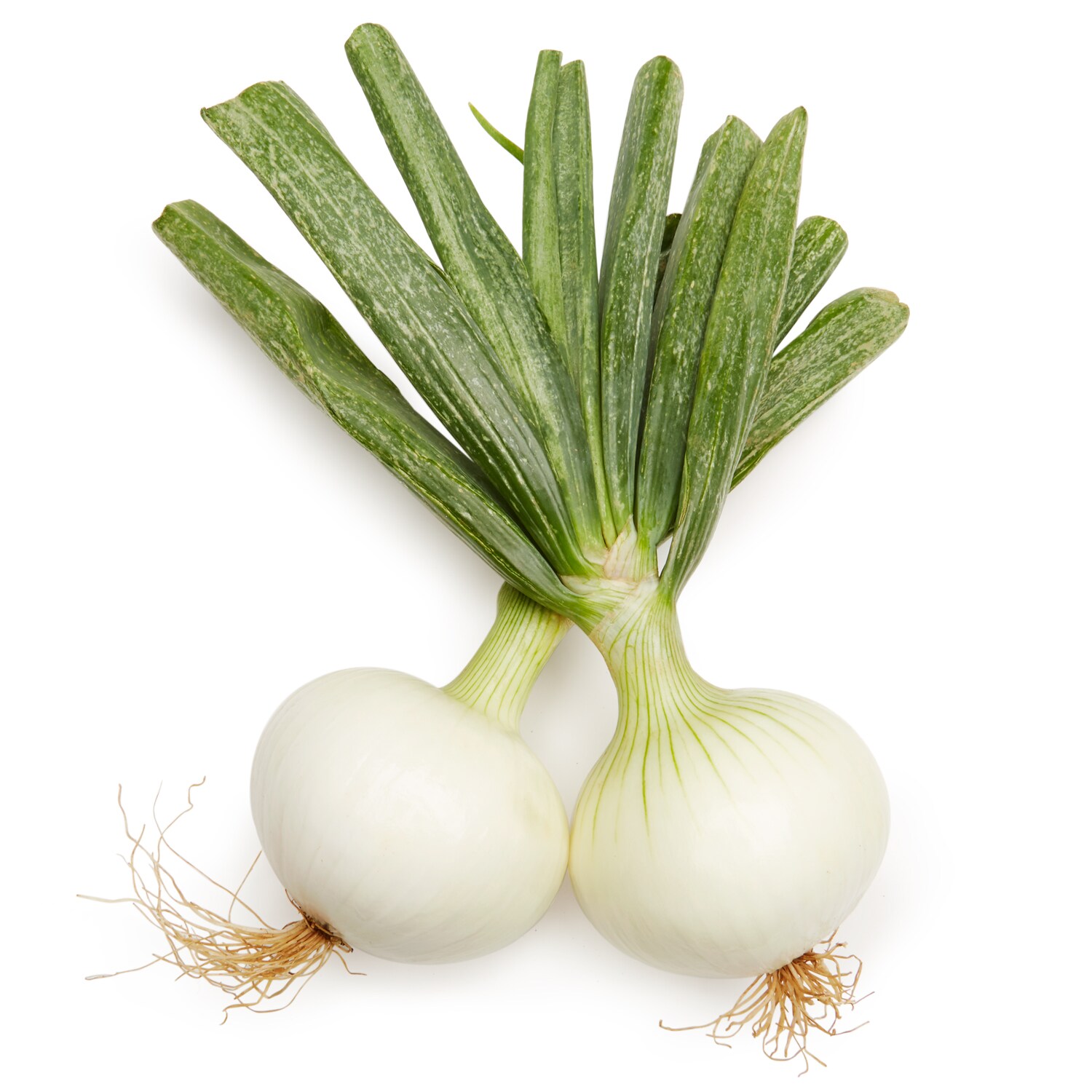 Lancaster Farm Fresh Cooperative Local Organic Bunched Sweet Onions