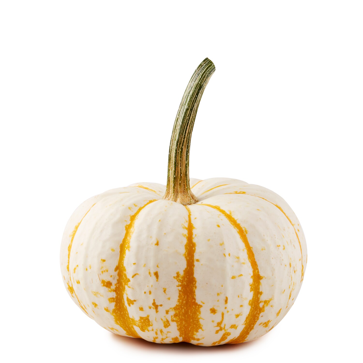 Bay Baby Farms Tiger Stripe Pumpkin