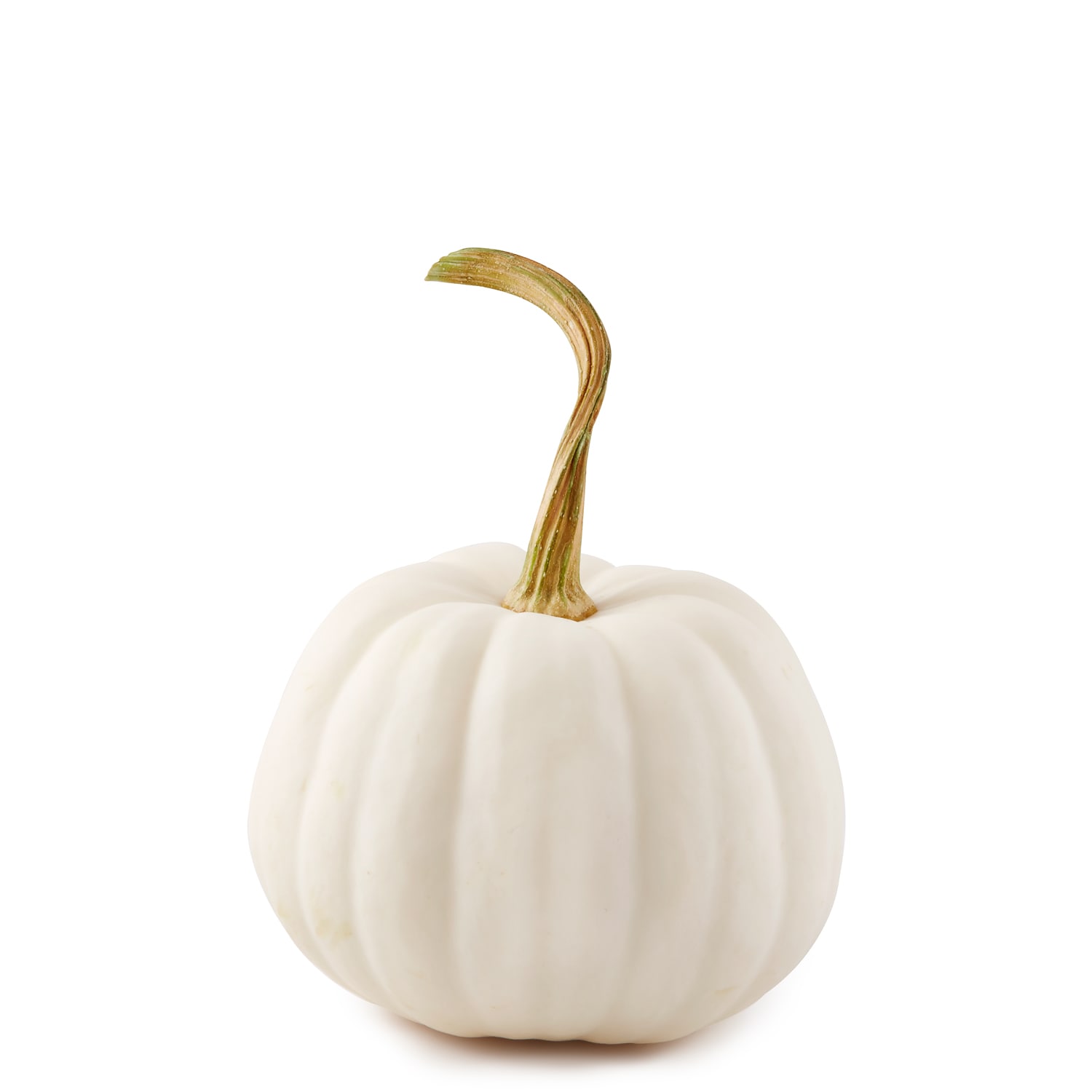 Bay Baby Farms Casper Pumpkin
