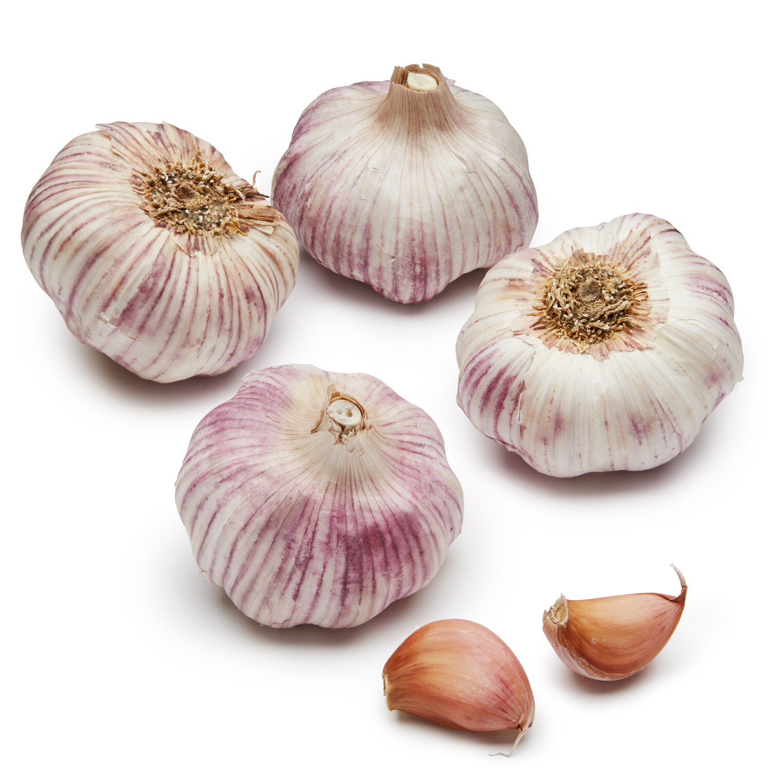 Garlic