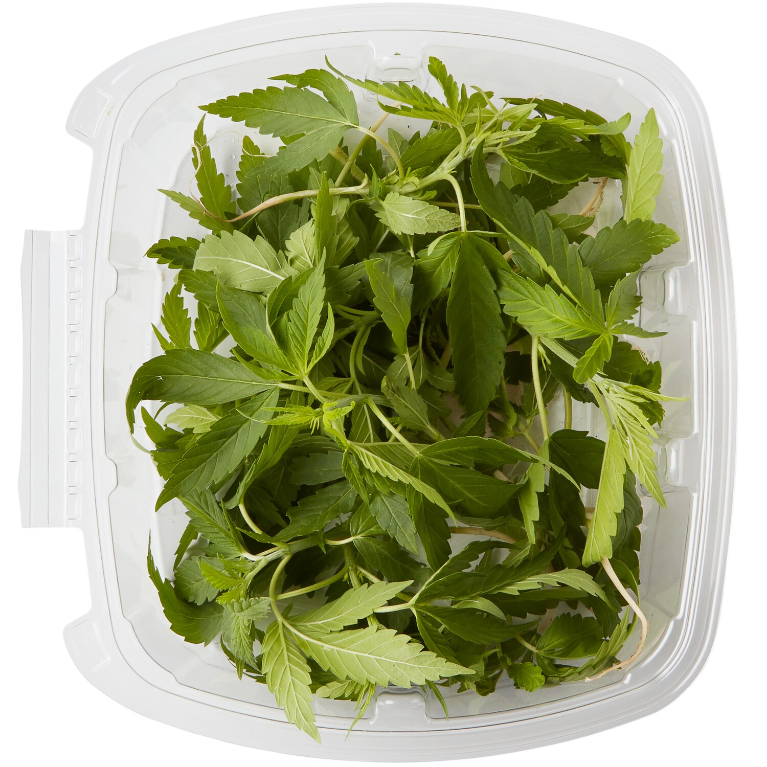 GoodHealthy Organic Baby Hemp Roots