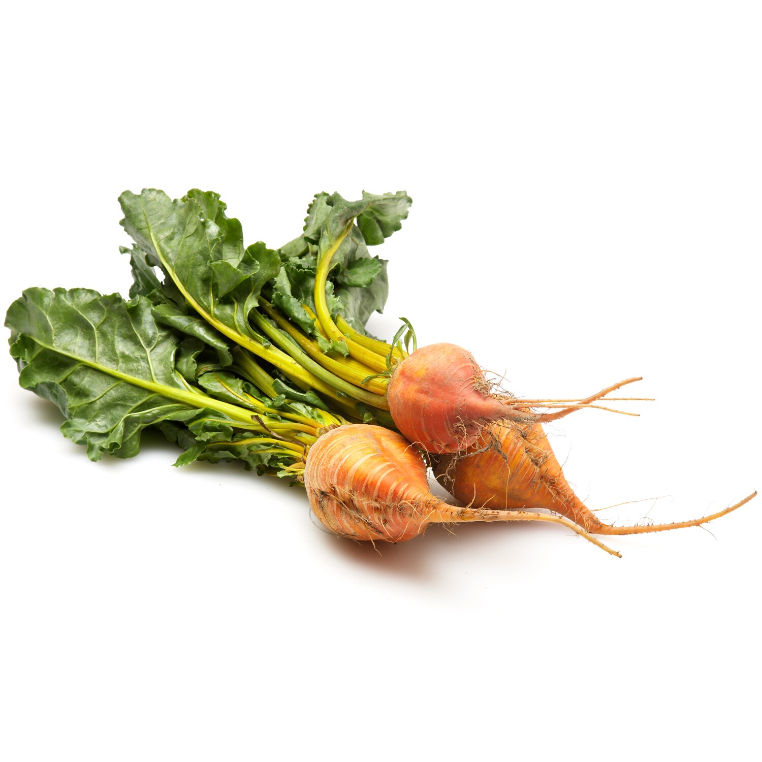 Grown in Pennsylvania Transitional Golden Beets, Bunch