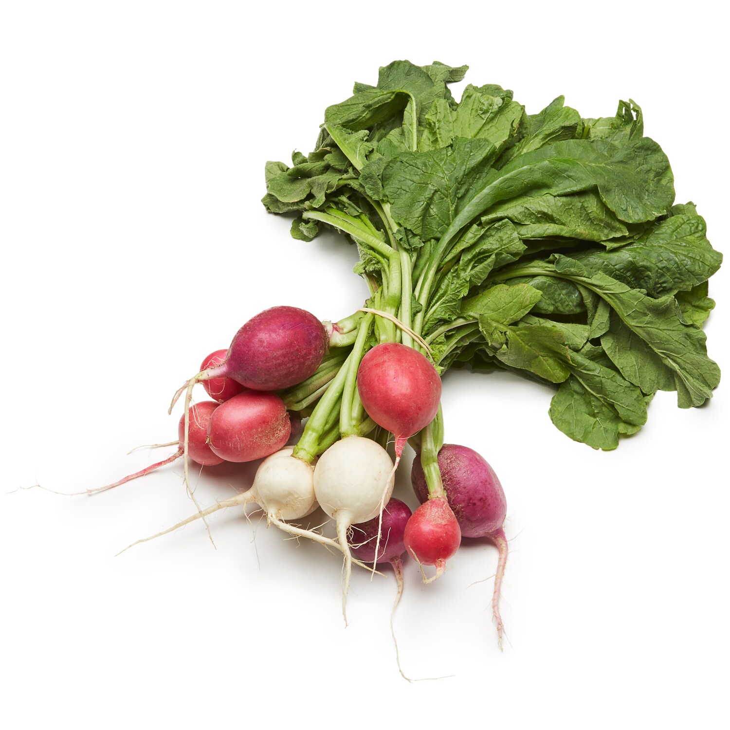 Grown in Pennsylvania Transitional Easter Egg Radish