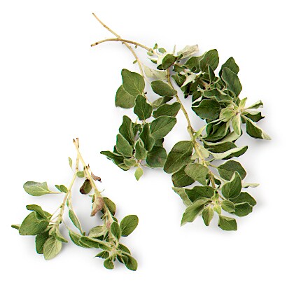 Hepworth Farms Local Organic Oregano