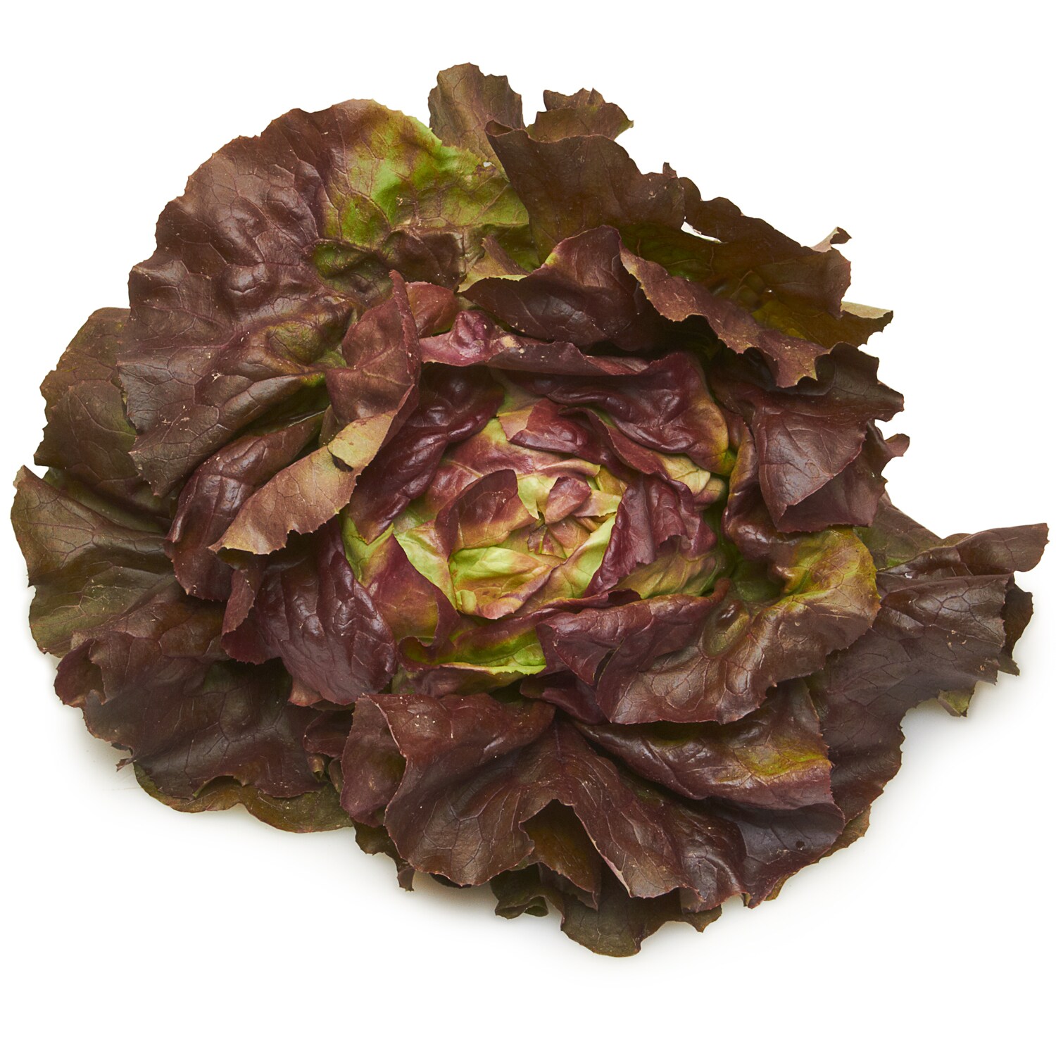 Hepworth Farms Local Organic Red Boston Lettuce