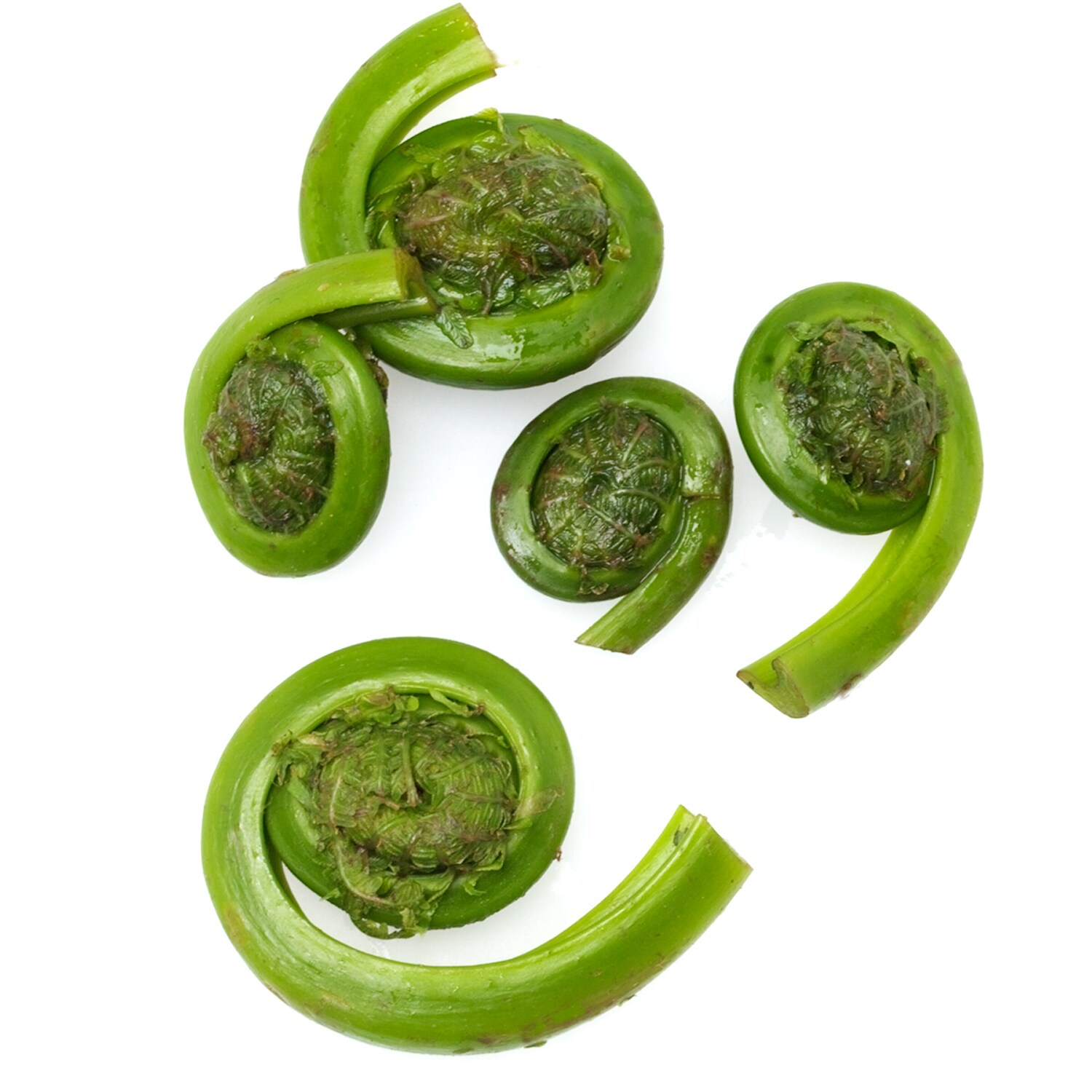 Grown in the Hudson Valley Fiddlehead Ferns
