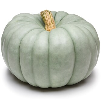 Blue Doll Pumpkin