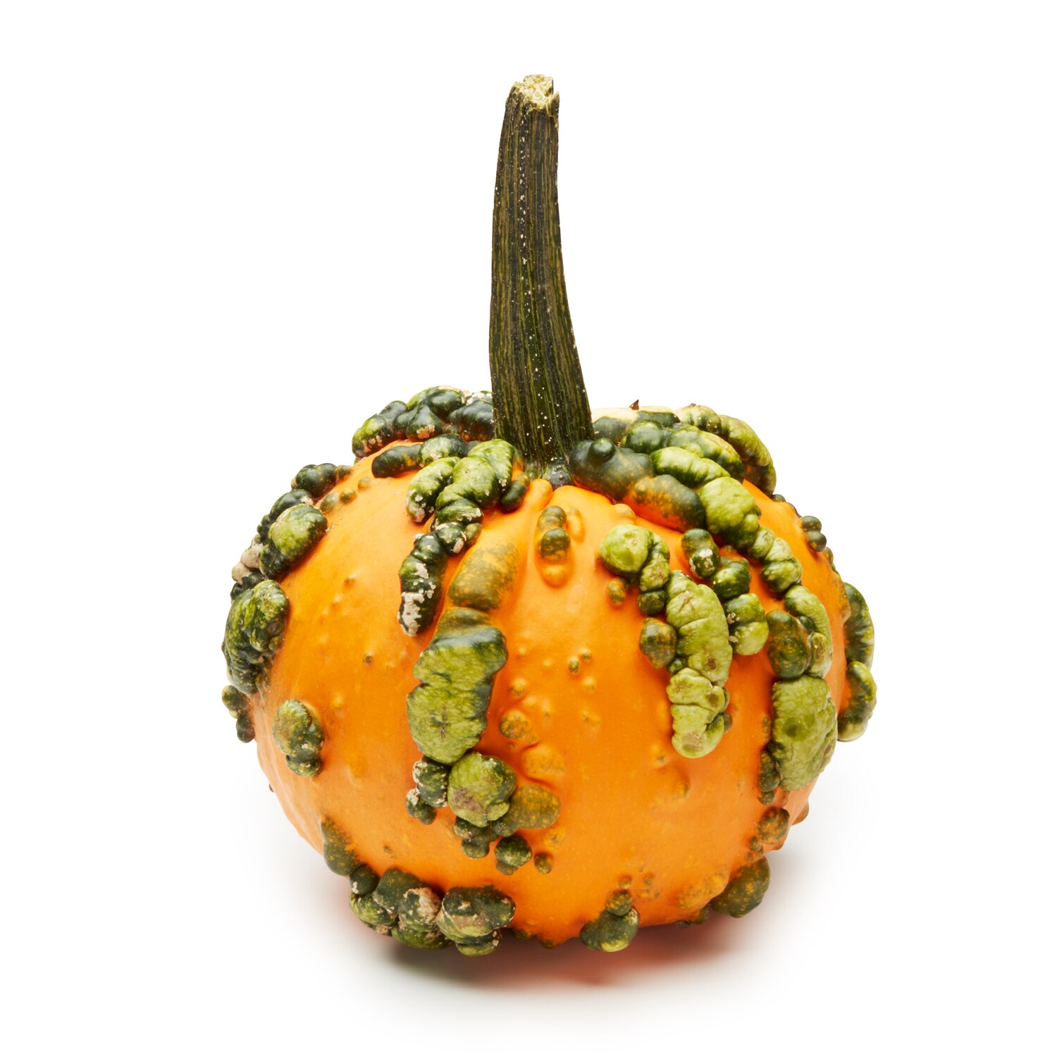 Baby Knucklehead Pumpkin