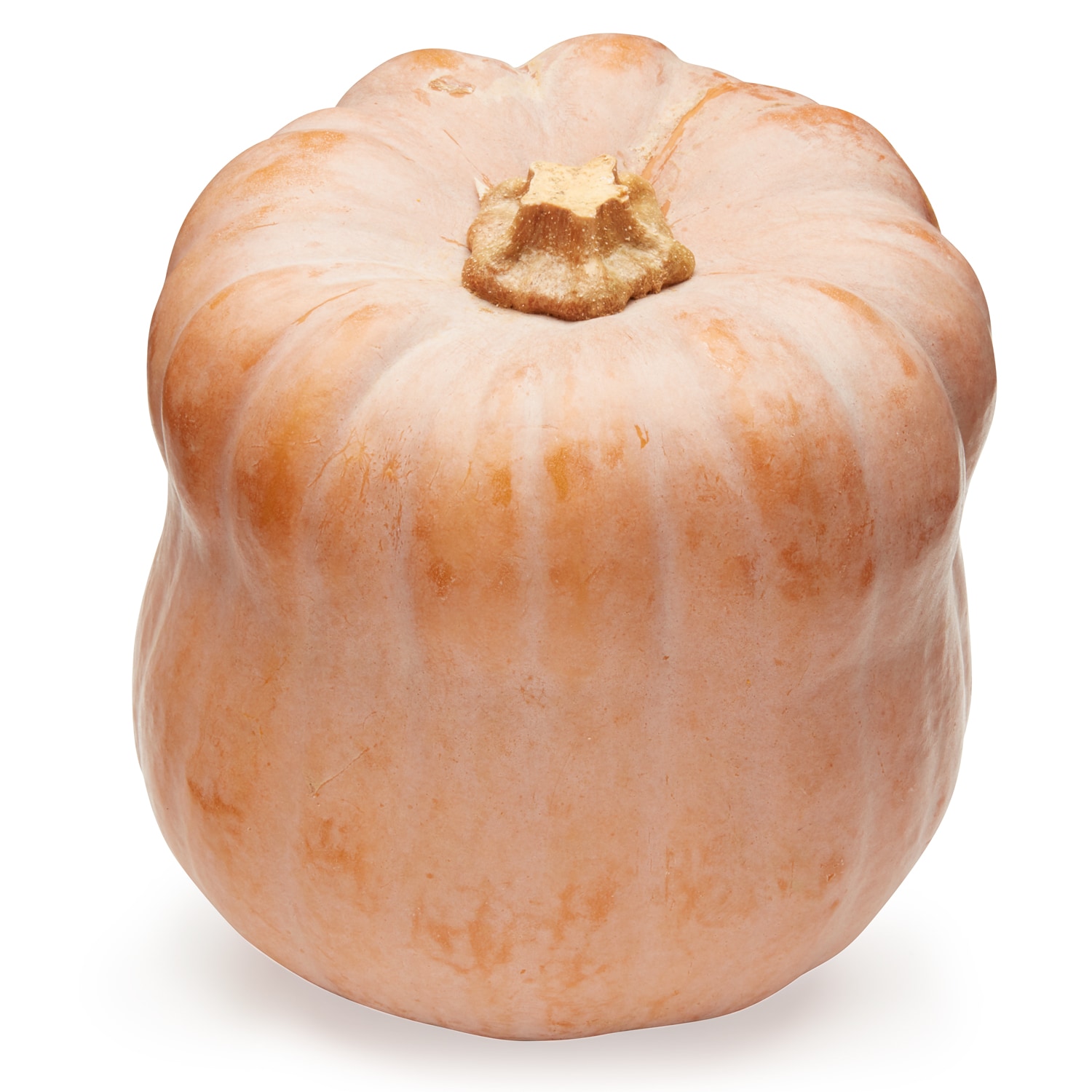 Norwich Meadows Organic Robin's Koginut Squash